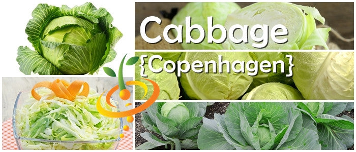 Cabbage - Copenhagen